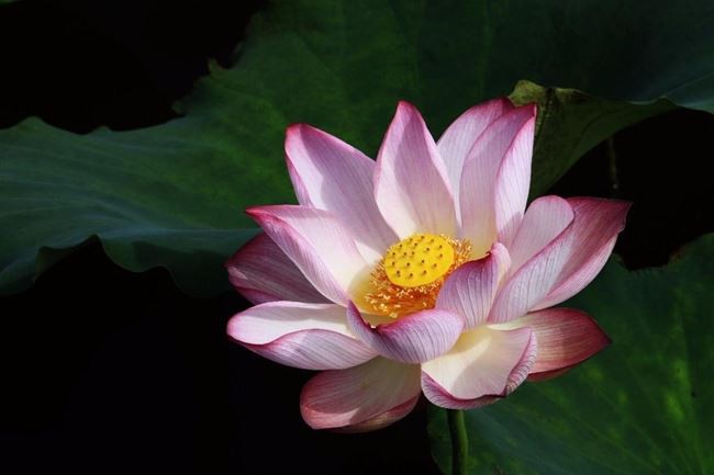 lotus